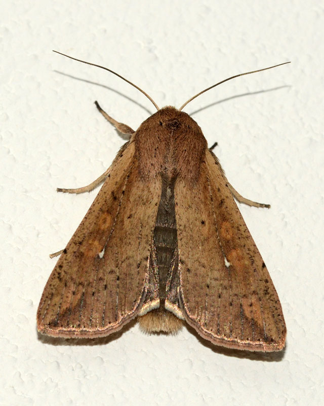 Noctuidae Mythimna (Pseudaletia) unipuncta